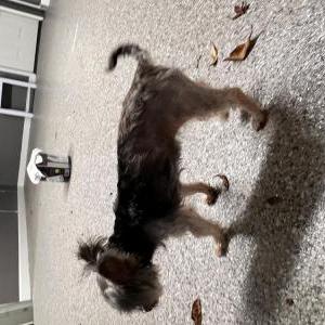 Image of Millie, Lost Dog