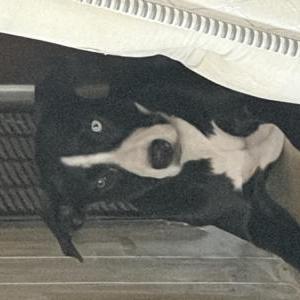 Image of I don’t know, Lost Dog