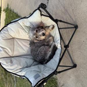 Image of Cleo, Lost Dog