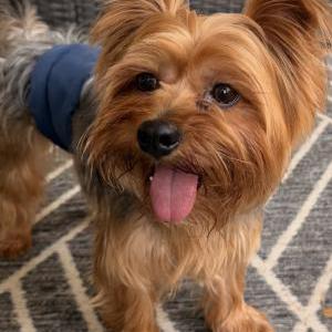 Image of Unknown, Found Dog