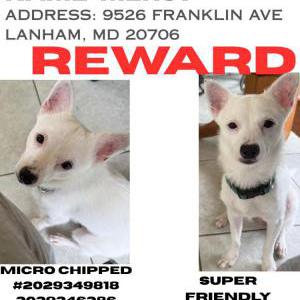 Image of Mercy, Lost Dog