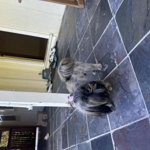 Image of Chibi, Lost Dog