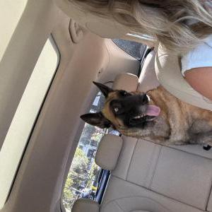 Image of Unknown, Found Dog