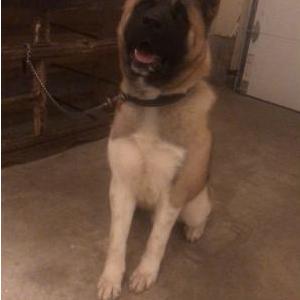 Image of Grislow, Lost Dog