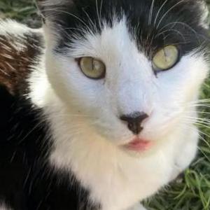 Image of FRODO, Lost Cat