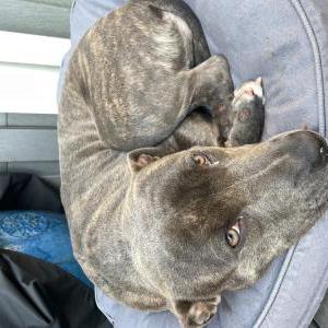Image of unknown, Found Dog