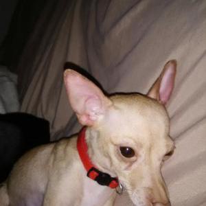 Image of Chula, Lost Dog