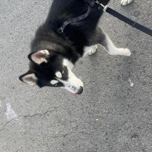 Image of Alpha, Lost Dog