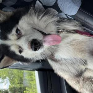 Image of Unknown, Found Dog