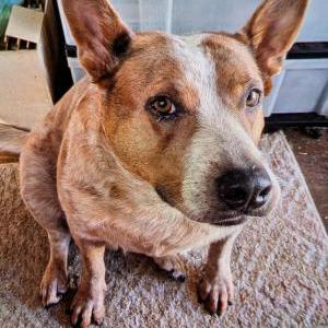 Image of Wyatt, Lost Dog
