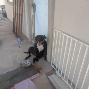 Image of Unknown, Found Dog