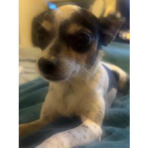 Image of Mini, Lost Dog