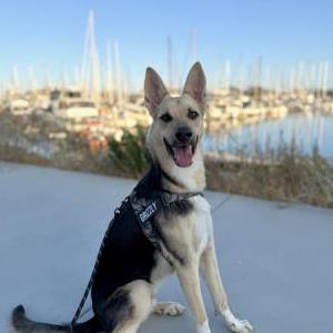 Image of Grizzly, Lost Dog
