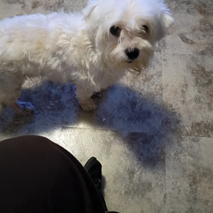 Image of Chupirulo, Lost Dog