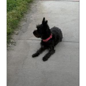 Image of Unknown, Found Dog