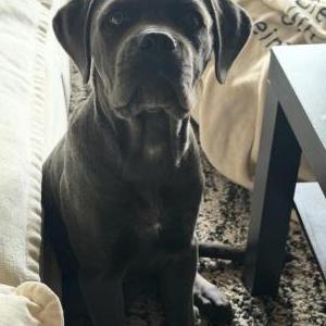 Image of Kimba, Lost Dog