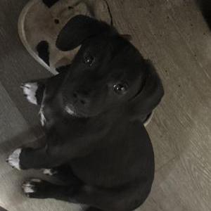 Image of Lumi, Lost Dog