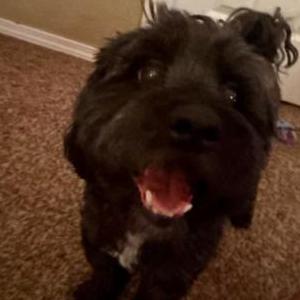 Image of Unknown, Found Dog