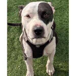 Image of Romeo, Lost Dog