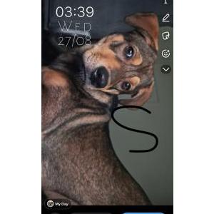 Image of Bella, Lost Dog