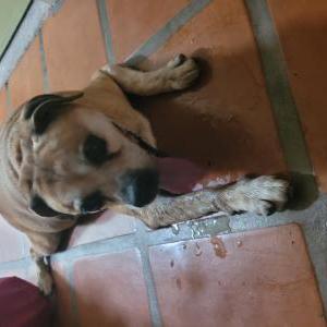 Image of Unknown, Found Dog
