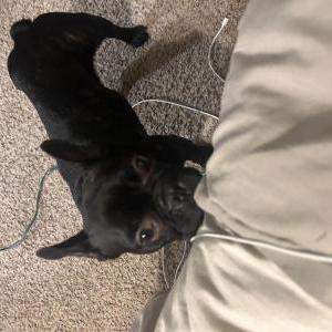 Image of Unknown, Found Dog