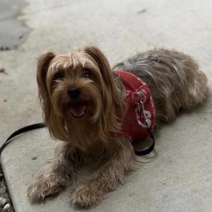 Image of Unknown, Found Dog