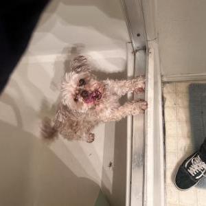 Image of Ronaldo, Lost Dog