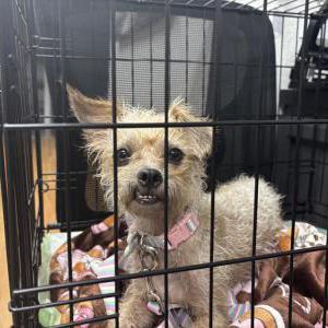 Found Dog Unknown