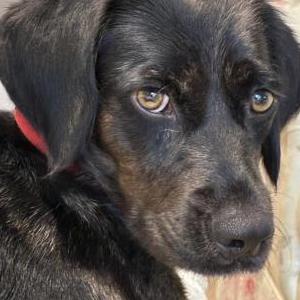 Lost 1 Amber (NY)