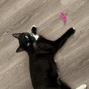 Image of Chopper, Lost Cat