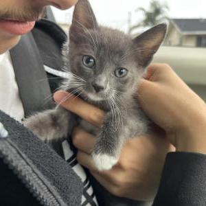 Image of Franklin, Lost Cat