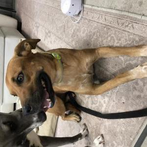 Image of Unknown, Found Dog