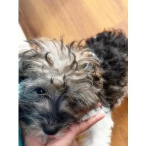 Lost 1 Coco (New Jersey)