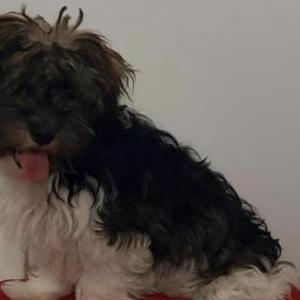 2nd Image of Coco, Lost Dog