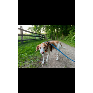 Image of Missy, Lost Dog