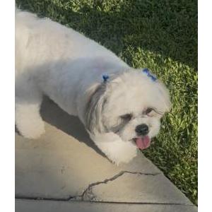 Image of Daisy, Lost Dog