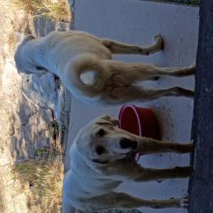 Image of Unknown, Found Dog