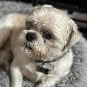 Image of Lucas, Lost Dog