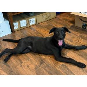 Image of Unknown, Found Dog
