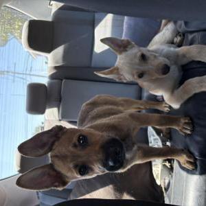 Image of Unknown, Found Dog