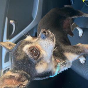 Image of Bi, Lost Dog