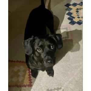 Image of Duke, Lost Dog