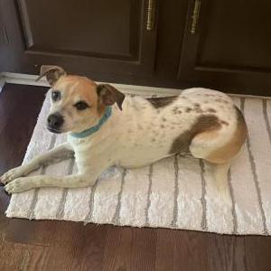 2nd Image of Molly, Lost Dog