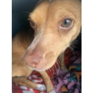 Image of Brody, Lost Dog