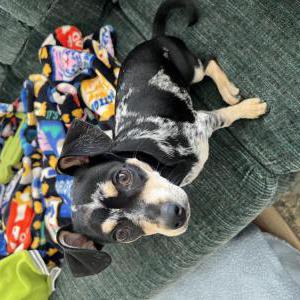 Image of Ozzy Blu, Lost Dog