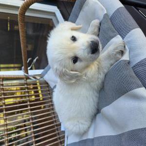 Image of Lola, Lost Dog