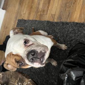 Image of Roxy, Lost Dog
