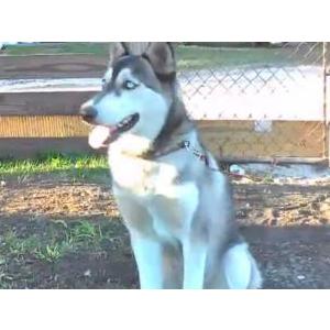 Image of Campeon, Lost Dog