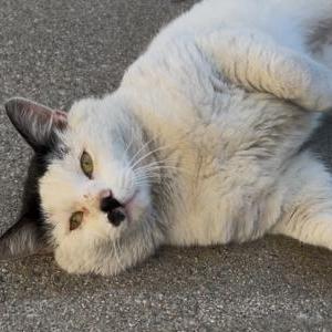 Image of Stewy, Lost Cat